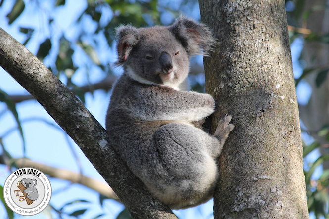 Koala