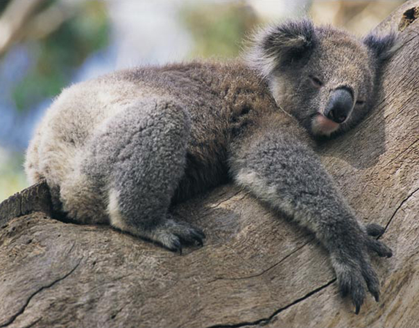 Gros câlin !