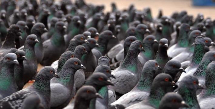 Pigeons